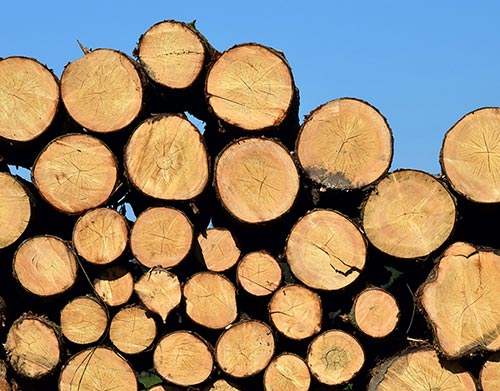 Madeira utilizada em canteiro de obra
